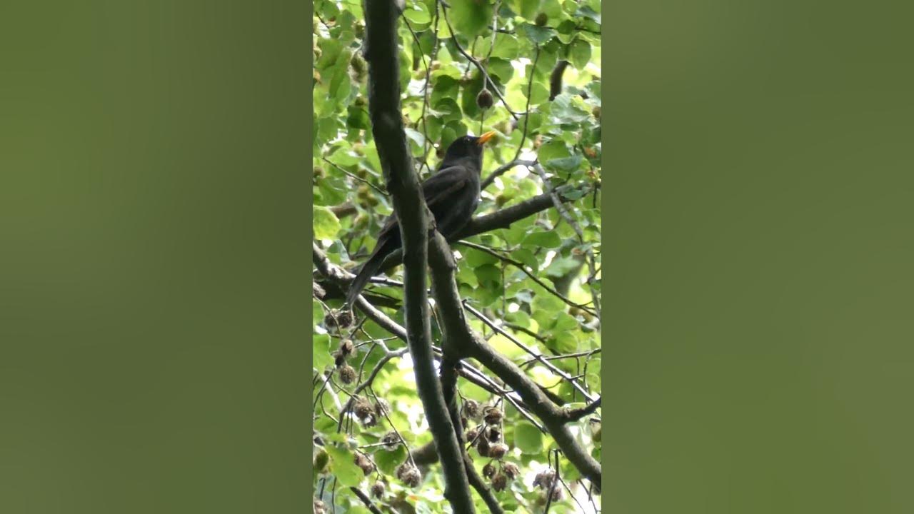 Happy Blackbird 12 // Common Blackbird (Turdus merula) // Raspjevani Kos -  4K 