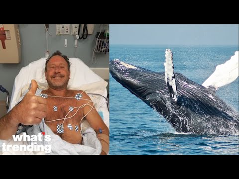 Man Swallowed By Whale in Cape Cod