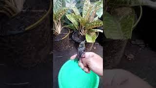 Burung Sogon Kaget Habis Mandi Denger Suara Menggelegar Jadi Kpleset shorts