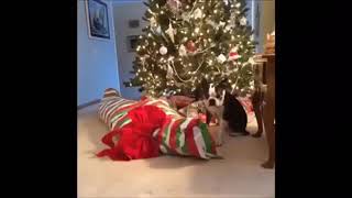 christmas vines to get you in the spirit
