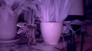 Testing a wide angle raspberry pi camera