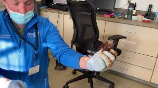 VETgirl Veterinary Continuing Education Video: Pacifier Removal on rectal exam in a dog by VETgirl 9,905 views 4 years ago 16 seconds
