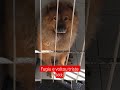 #cachorrotriste #cachorroengraçado #petbrasil #viral #fofura  #cachorrofofo #petviral #humorpet 🐶😂