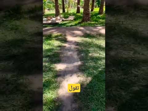 تقول شوقا