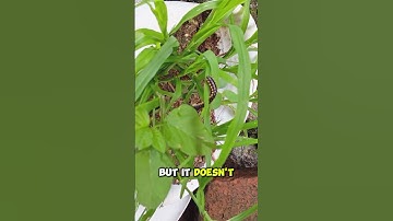 Don’t Kill This Bug ❌ It Helps the Earth 🌍