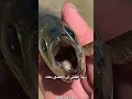 الطفيلي المرعب الذي يقطع لسان الاسماك