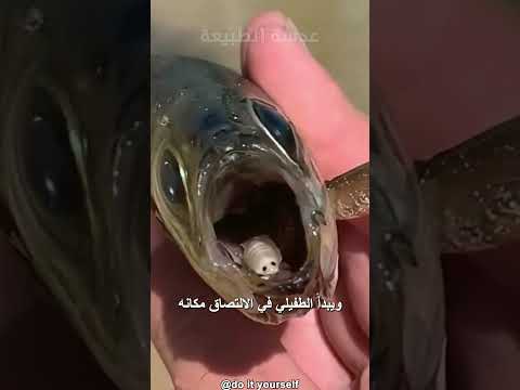 الطفيلي المرعب الذي يقطع لسان الاسماك