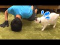 飼い主が突然倒れたときの猫の反応が可愛すぎた【ドッキリ】