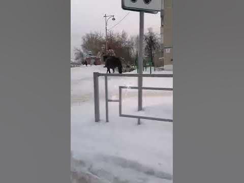 кони мои - YouTube