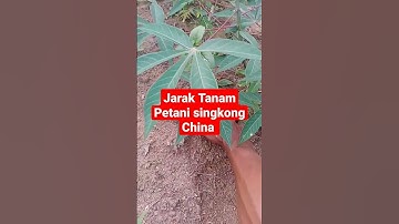Jarak Tanam Petani Singkong China
