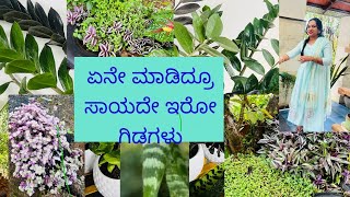 Download Lagu ಏನೇ ಮಾಡಿದ್ರೂ ಸಾಯದೇ ಇರೋ ಗಿಡಗಳು ಯಾವ್ಯಾವುದು ಗೊತ್ತೇ? Never dying plants / Life with Greens and curry 🪴🌺 MP3 Download Lagu ಏನೇ ಮಾಡಿದ್ರೂ ಸಾಯದೇ ಇರೋ ಗಿಡಗಳು ಯಾವ್ಯಾವುದು ಗೊತ್ತೇ? Never dying plants / Life with Greens and curry 🪴🌺 MP3