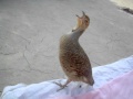 My francolin in d i khan