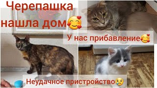 Неудачное пристройство...Новенький подобрыш🥰 Пристраиваем Черепашку🙏