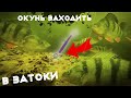 Половили окунів! - де водяться окуні взимку.