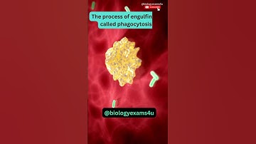 Macrophage eating Bacteria 🦠| 3D Animation | Immunology | @biologyexams4u
