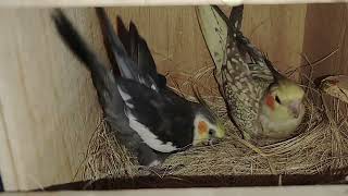 |Cockatiel hatching egg|#trending#birdlovers#viralvideo#hatching#video#shortsvideo#nasa#amazon