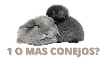 ¿Cuál es la mejor compañía para un conejo?