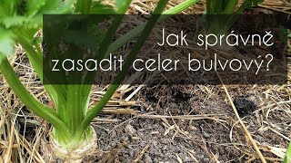 Jak správně zasadit celer bulvový? Smíšená kultura. #celer #celery #celerbulvovy #vysadbaceleru