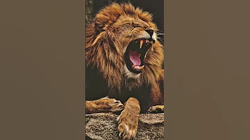 Lion Roar 