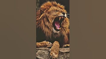 Thumbnail of Lion Roar