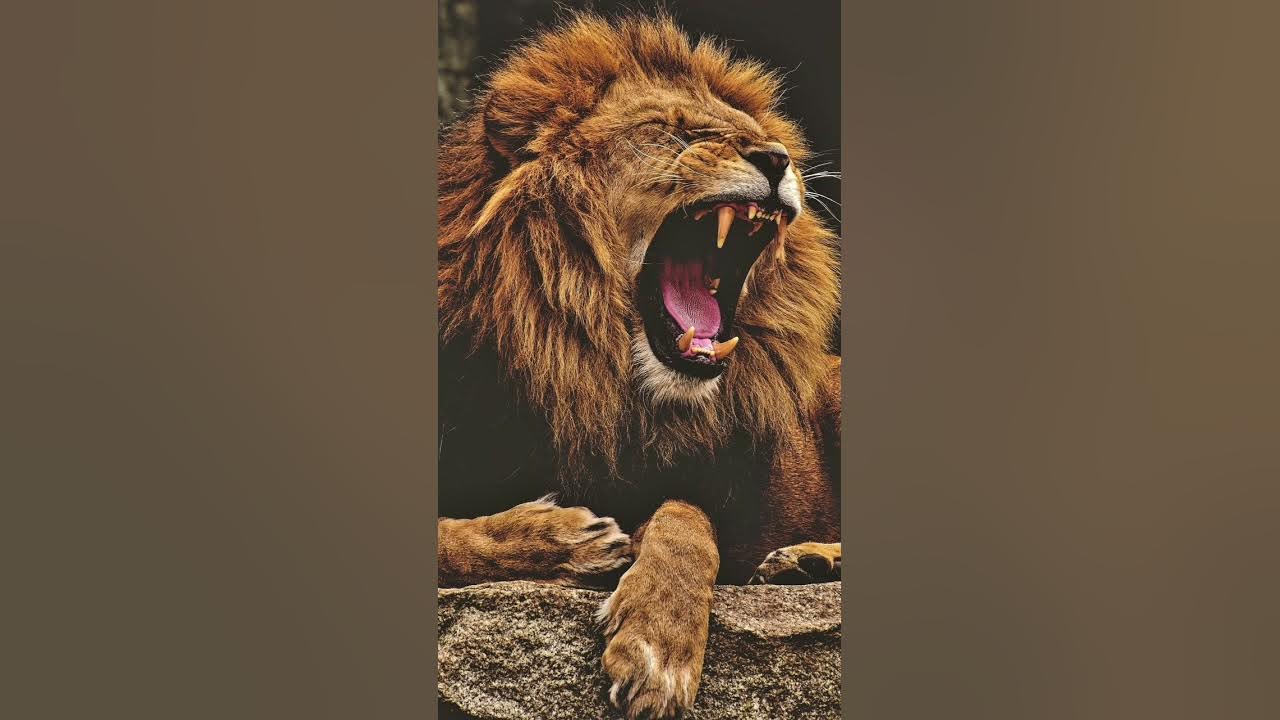 Lion Roar