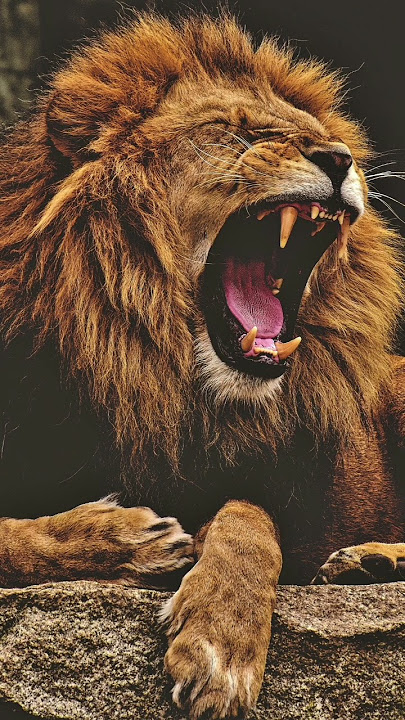 Lion Roar