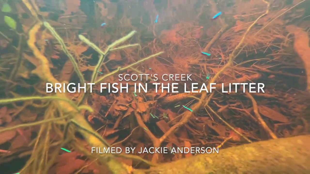 Bright Fish in the Leaf Litter