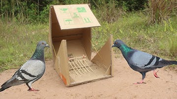 Easy Creative Simple Pigeon Trap Make From Cardboard Box And Wood