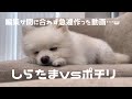 可愛い争奪戦…🧸!しらたま君の意外?!な一面…w