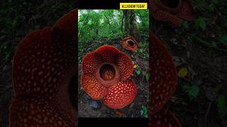 Top 5 biggest flower in the world  #top #flowers #viral #shorts #short
