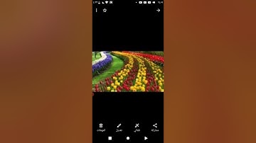 سورة الزخرف من بدء الآية( ٤٦) حتى نهايتها الآية(٨٩)