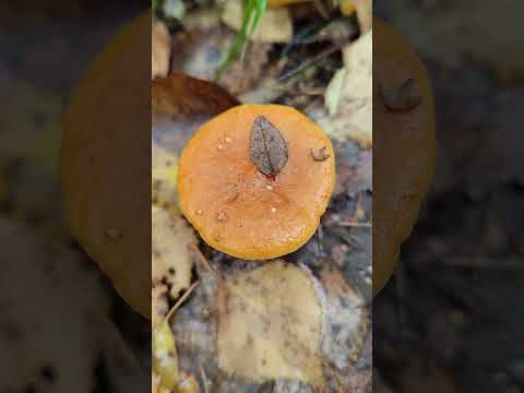 Млечник неедкий .Lactarius aurantiacus.