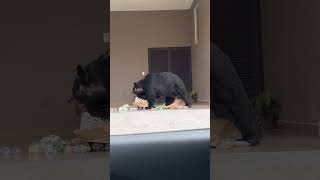 Surprise Close Encounter with a Bear at a Garage