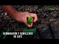 Germinación y semilleros de café - TvAgro por Juan Gonzalo Angel Restrepo