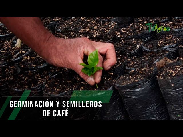 Germinación y semilleros de café - TvAgro por Juan Gonzalo Angel Restrepo 