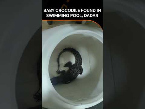 Baby Crocodile Found in Swimming Pool, Dadar | News9 | #shorts