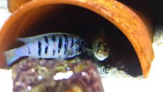 Reproduction Metriaclima Tarakiki Mbamba Bay