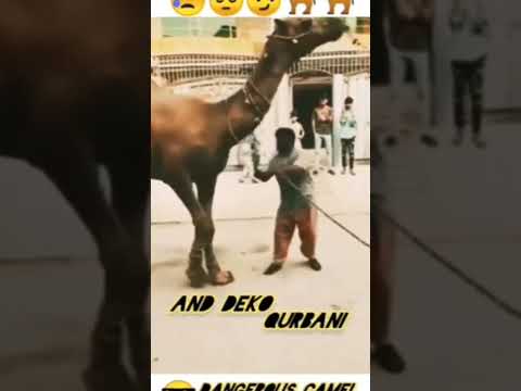 Eid Mubarak janwar | New Funny Eid Videos | qurbani  New video | Eid Qurbani