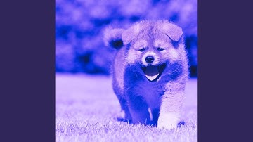 Opulent Backdrops for Amusing Puppy