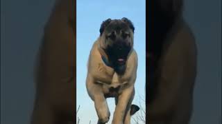 THE ATTACK OF KANGAL GUARDIAN ON WOLF #kangal #dog #bigdog #toebeans #shorts