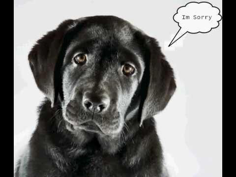 Buckcherry Sorry + Lyrics - YouTube