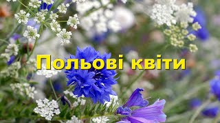 Польові квіти України. Назви польових та лугових квітів України.