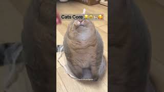 Cats Core 🐈😾😂🥰 #cute #funny #cat #catshorts #funnycute #memes #cats #memecore