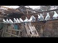 Бойные голуби, в гостях у Моссо 09.01.20 Грузия, Тбилиси. Roller pigeons