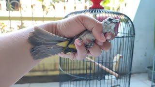 FACT: TRUCUKAN BIRDS WHOSE CAVES ARE RARELY CLEANED, THEY SING VERY GACOR 😂 Anyone else feel the ...