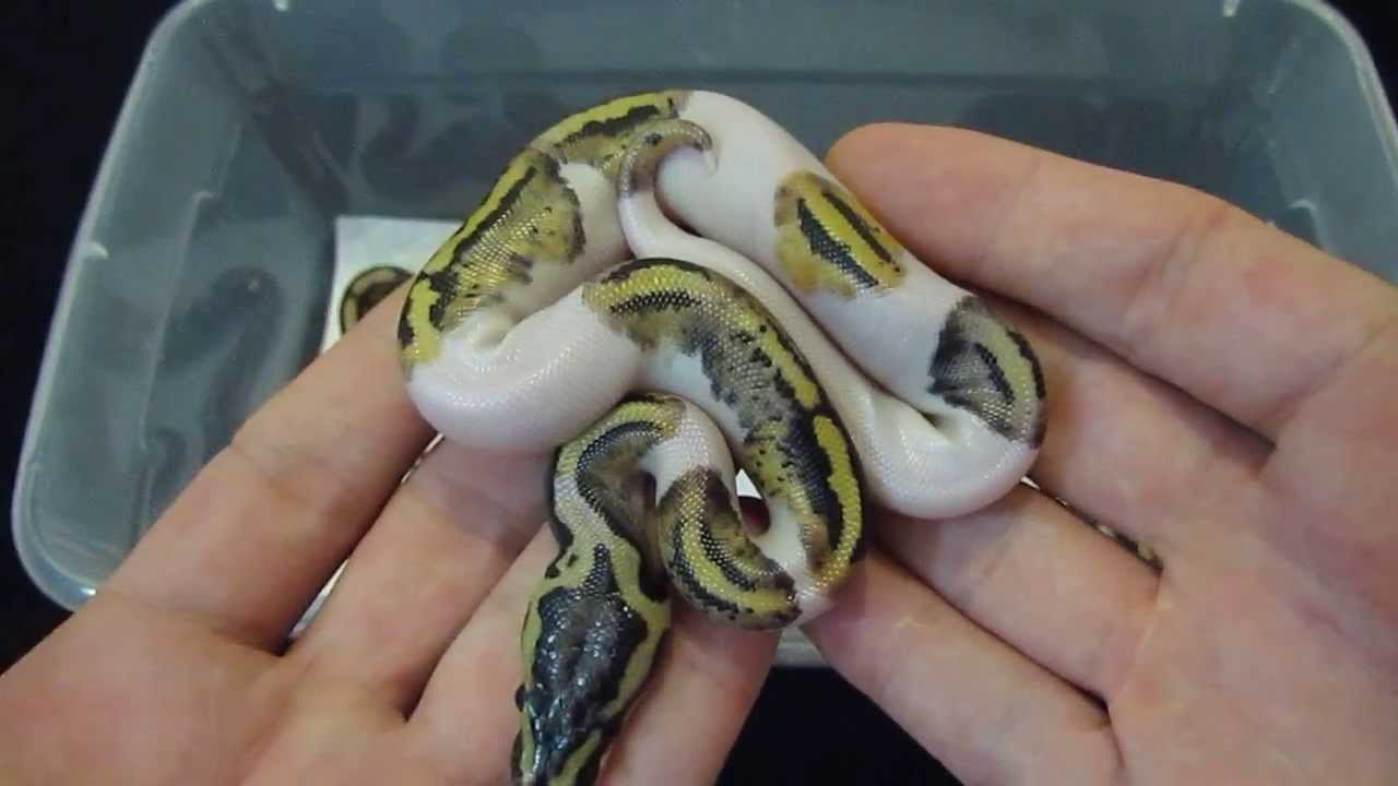 camera iphone 8 plus apk Clutch #5 Hatched!! Fire Het Pied x Pastel Pied