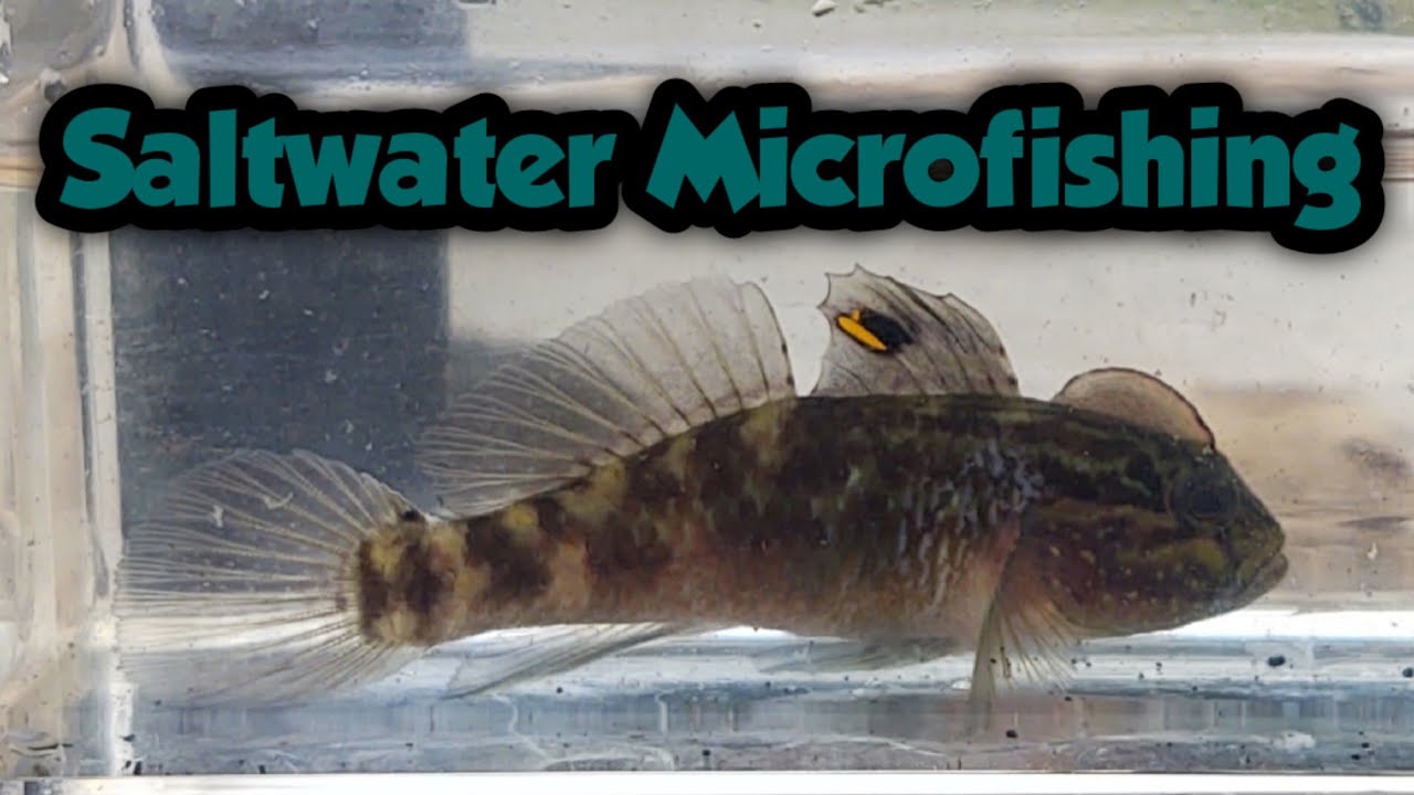 Saltwater Microfishing in Fort Lauderdale for Gobies and More YouTube