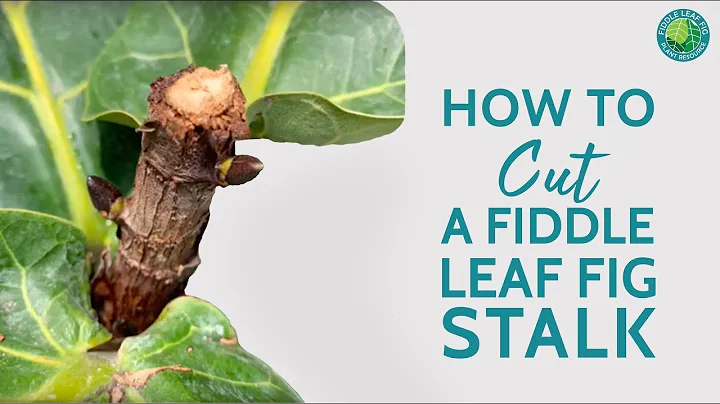 Fiddle Leaf Fig Too Big? How To Cut + Revive An Overgrown Stalk. | Fiddle Leaf Fig Plant Resource - DayDayNews