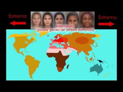 Video: Tipos antropológicos de personas: clasificación racial, explicaciones científicas