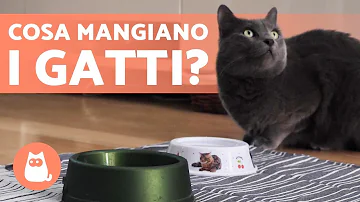 Cosa mangia lo zibetto?